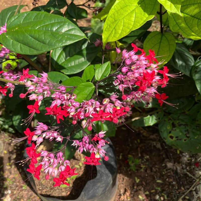 Purple Bleeding Heart Clerodendrum Plants Live, Trailing Light Bulb Flowering Vine, 4-8 Inch Tall, Ready to Plant Outdoor