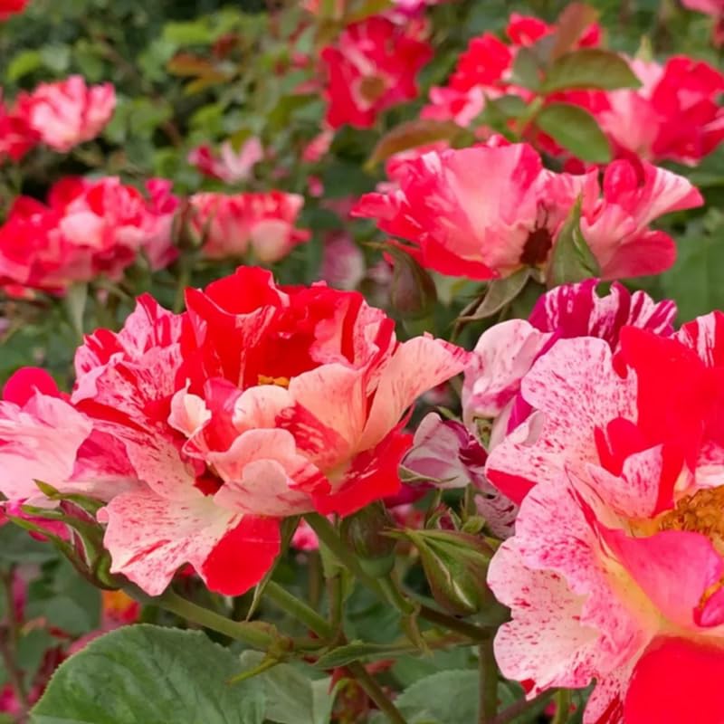 Fourth of July Climbing Roses Live Plants 7 Months Old, Rose Bushes Ready to Plant 5-9" Tall, Very Fragrant, Can Grow As Climber or Bush Tree or Trellises, Walls, Fences