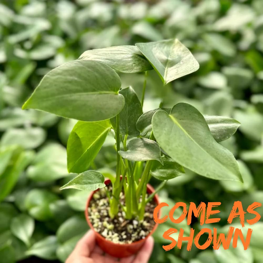 Monstera Deliciosa Live Plant Potted, Split Leaf Swiss Cheese Tropical Plants Houseplant Decor, Come in 4" Pot