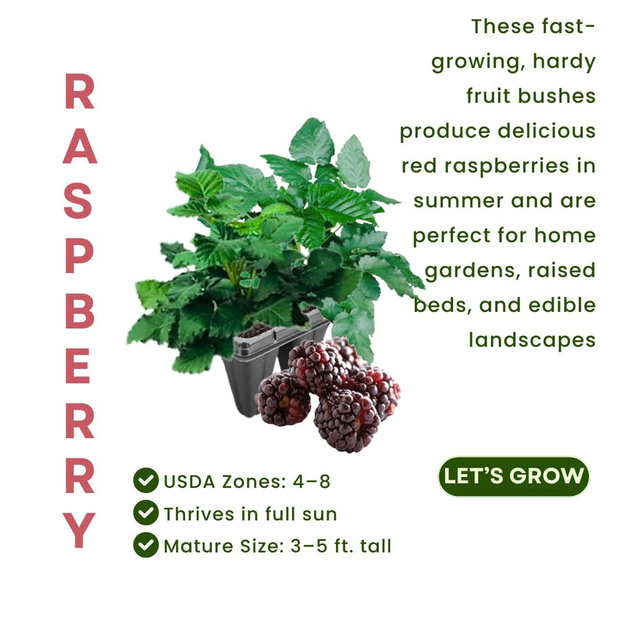 Pack 2 Glencoe Purple Raspberry Plants Live, Size 5-9 Inch Tall, Raspberry Trees Live Plants, Sweet Raspberry Bush Shrub