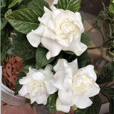 Gardenia Live Plant in 3.5 Inch Pot, 5-7 Inch Tall - Fragrant Blooming Gardenia Bush for Indoor Outdoor Patio Garden, Jasmine Flower Plants