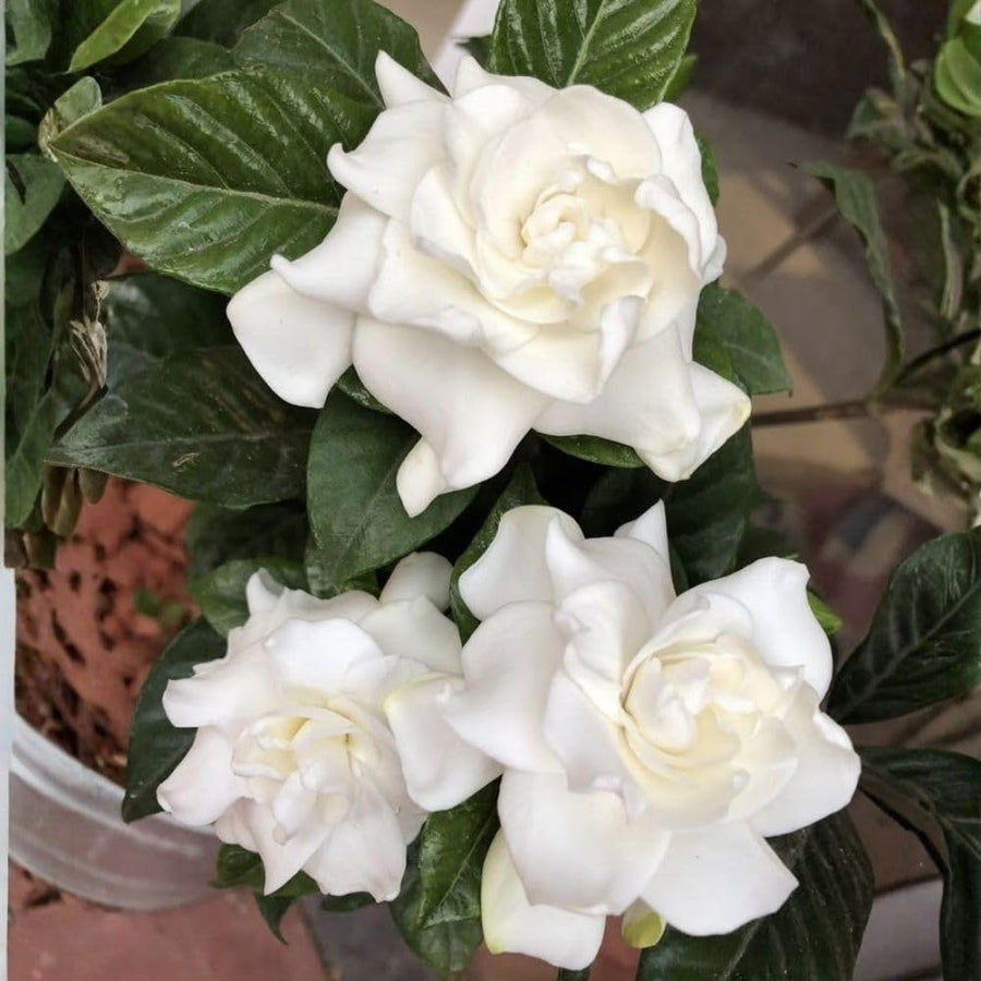 Gardenia Live Plant in 3.5 Inch Pot, 5-7 Inch Tall - Fragrant Blooming Gardenia Bush for Indoor Outdoor Patio Garden, Jasmine Flower Plants