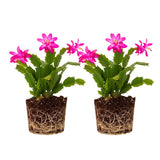 2 Live Purple Christmas Cactus Plants, Dark Pink Purple Christmas Cactus Plants Live, 4 to 6 Inch, Bare Root, Perennial Flower Holiday Succulent Plant, No Pot