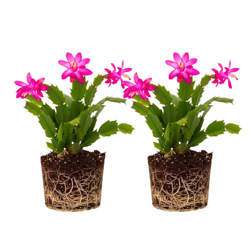 2 Live Purple Christmas Cactus Plants, Dark Pink Purple Christmas Cactus Plants Live, 4 to 6 Inch, Bare Root, Perennial Flower Holiday Succulent Plant, No Pot