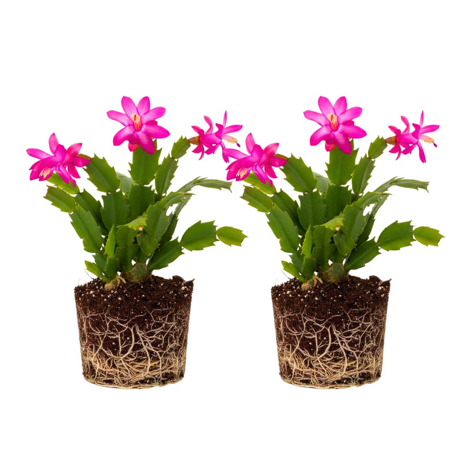 2 Live Purple Christmas Cactus Plants, Dark Pink Purple Christmas Cactus Plants Live, 4 to 6 Inch, Bare Root, Perennial Flower Holiday Succulent Plant, No Pot