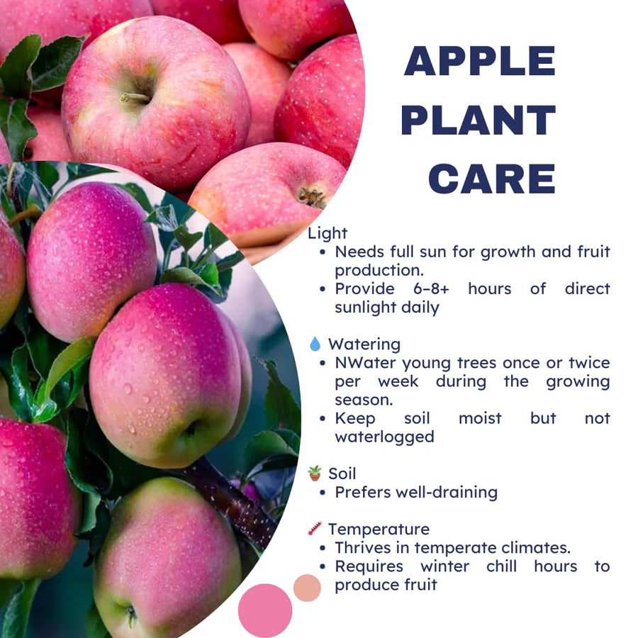 1 Pink Apple Tree Live Plant, Pink Apple Plant Live for Planting, 2-3 Feet Tall, Bareroots, Live Apple Tree Plant, Sweet Apple Fruit Tree