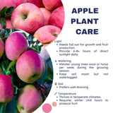 Pink Apple Tree Live Plant, Sweet Apple Plant Live for Planting, 2-3 Feet Height, Bareroot, Live Apple Tree Plant, Sweet Apple Fruit Tree
