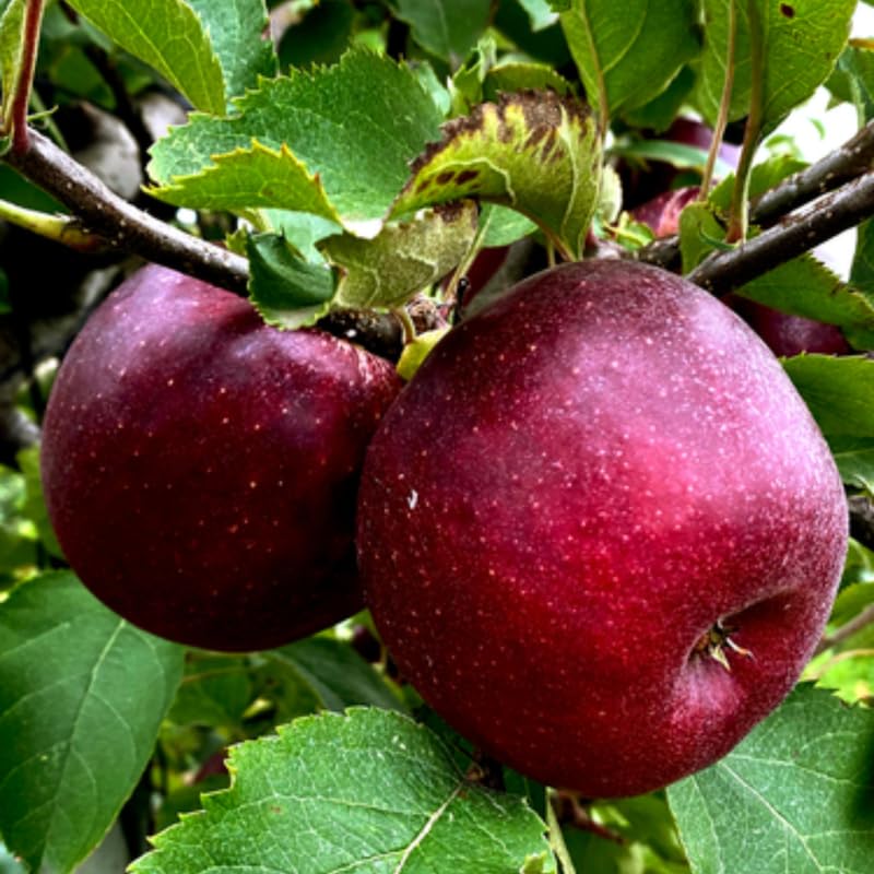 Black Apple Tree Live Plant, Sweet Apple Plant Live for Planting 18-24 Inch Tall, Bareroot, Live Apple Tree Plant, Black Apple Fruit Tree Ready to Grow Your Garden