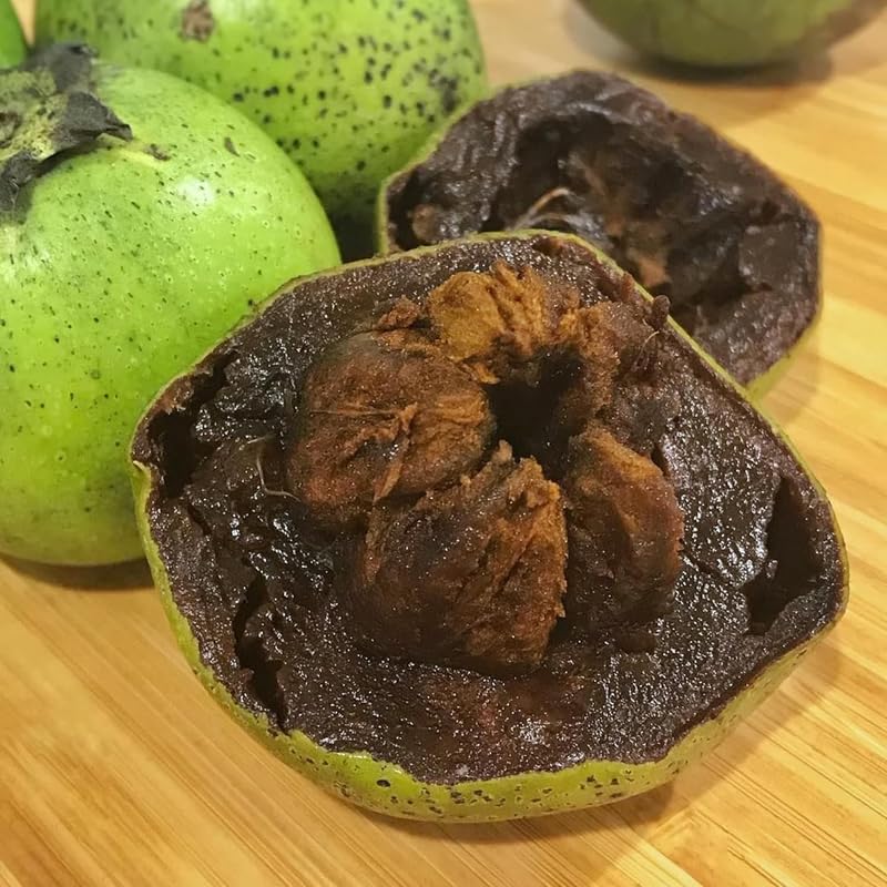 Black Sapote Tree, Chocolate Fruit Plant in 3 Gallon Pot, 2 Ft Tall Grafted, Cold Hardy Sweet Black Fruit Plant