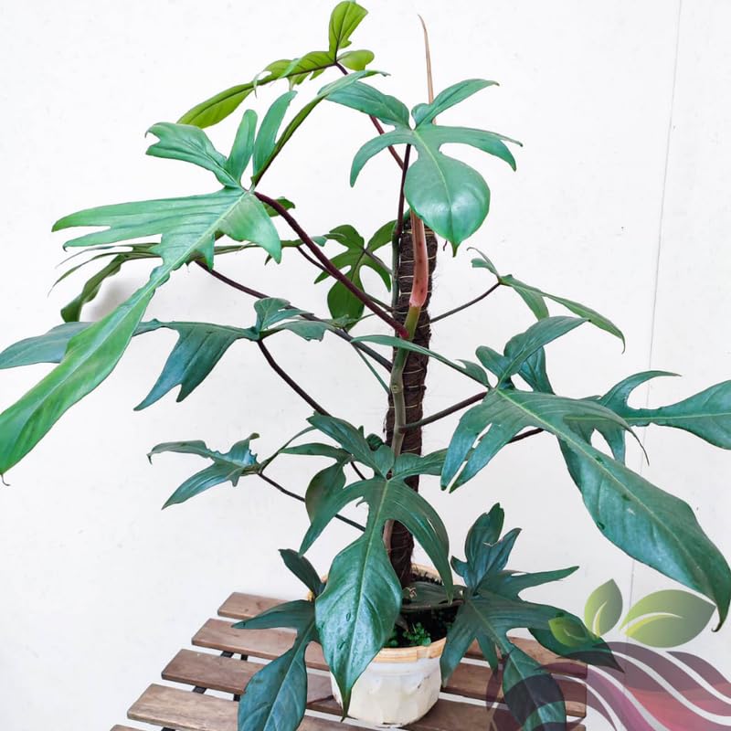 2 Rare Philodendron Live Plants Varieties Collection, Philodendrons Plants Size 5-9 Inc for Indoor Houseplant Décor, Ornamental Tropical Well-Rooted (Green Beauty Philodendron Plants)