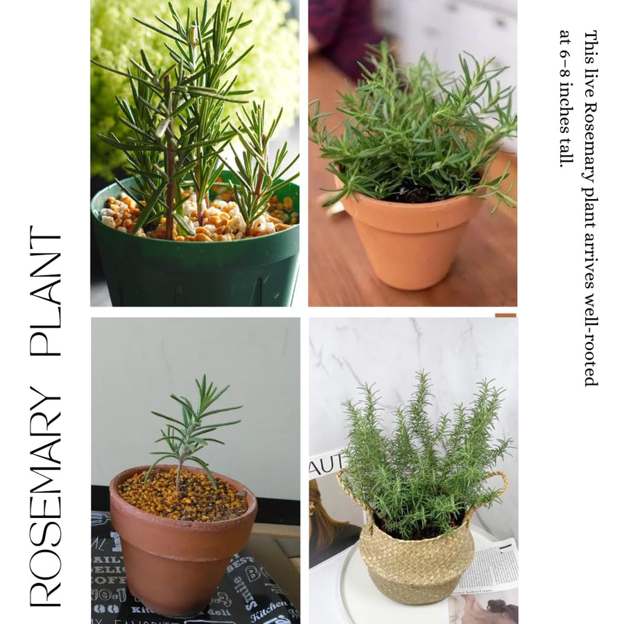 Indoor 10" Rosemary Plants Live in 4" Pot, Rosemary Bush for Indoors Outdoor Planting, Well-Rooted and Fragrant