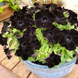 Black Petunia Plants Live, Annual Petunia Flowering Plants 3-5 Inch, Indoor Outdoor Growing