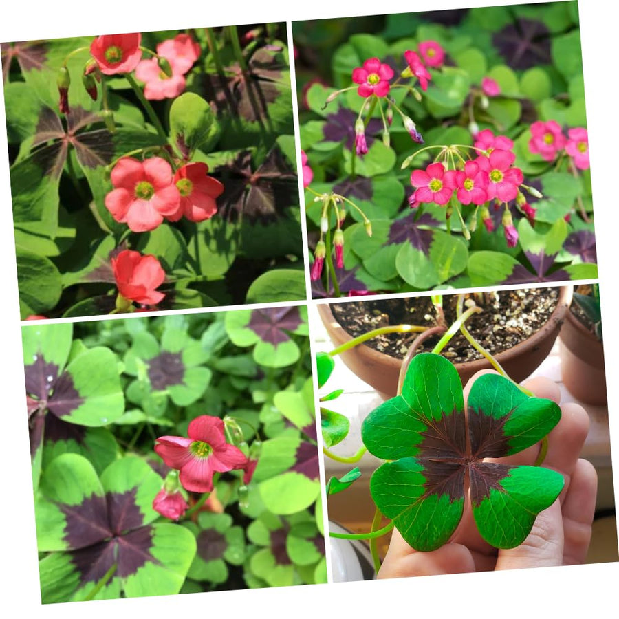 Oxalis Plant in 4'' Pot, 4-8'' Tall, Shamrock Flowers Plants, Perennial Flower Plants for Indoor and Outdoor Garden (Dark Pink Oxalis)