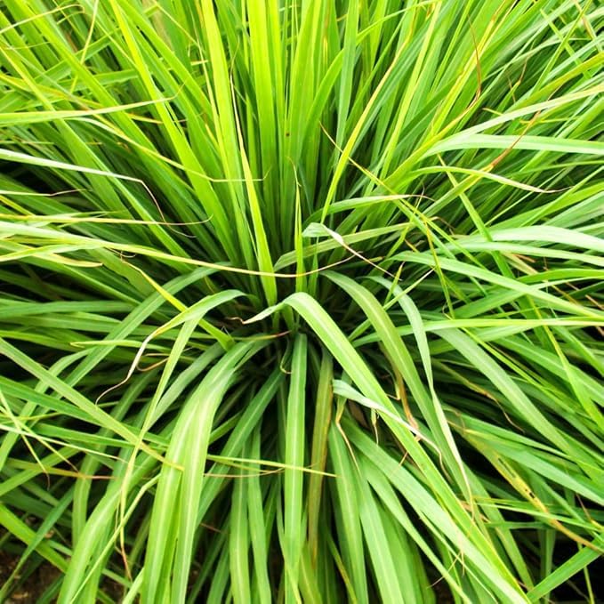 Citronella Grass Live Plants, 2 Plants, Live Citronella Grass Plants from 3 to 5 Inches Long Herb Garden