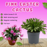 Easter Cactus Live Plant, Easter Cactus Plant 5 Inches in Height, 4 Inch Pot, Bright Bloom Flowering Houseplant for Planting (Pink)