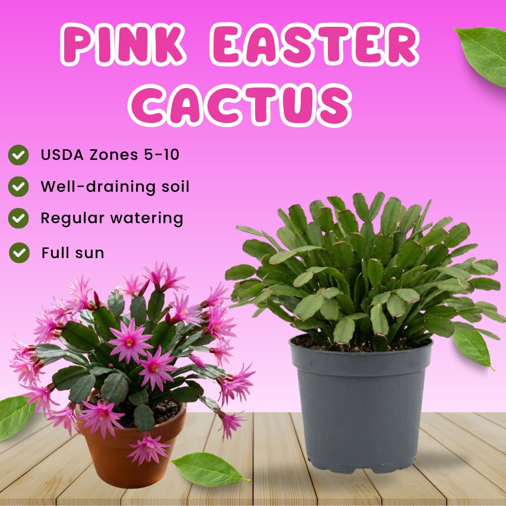 Easter Cactus Live Plant, Easter Cactus Plant 5 Inches in Height, 4 Inch Pot, Bright Bloom Flowering Houseplant for Planting (Pink)