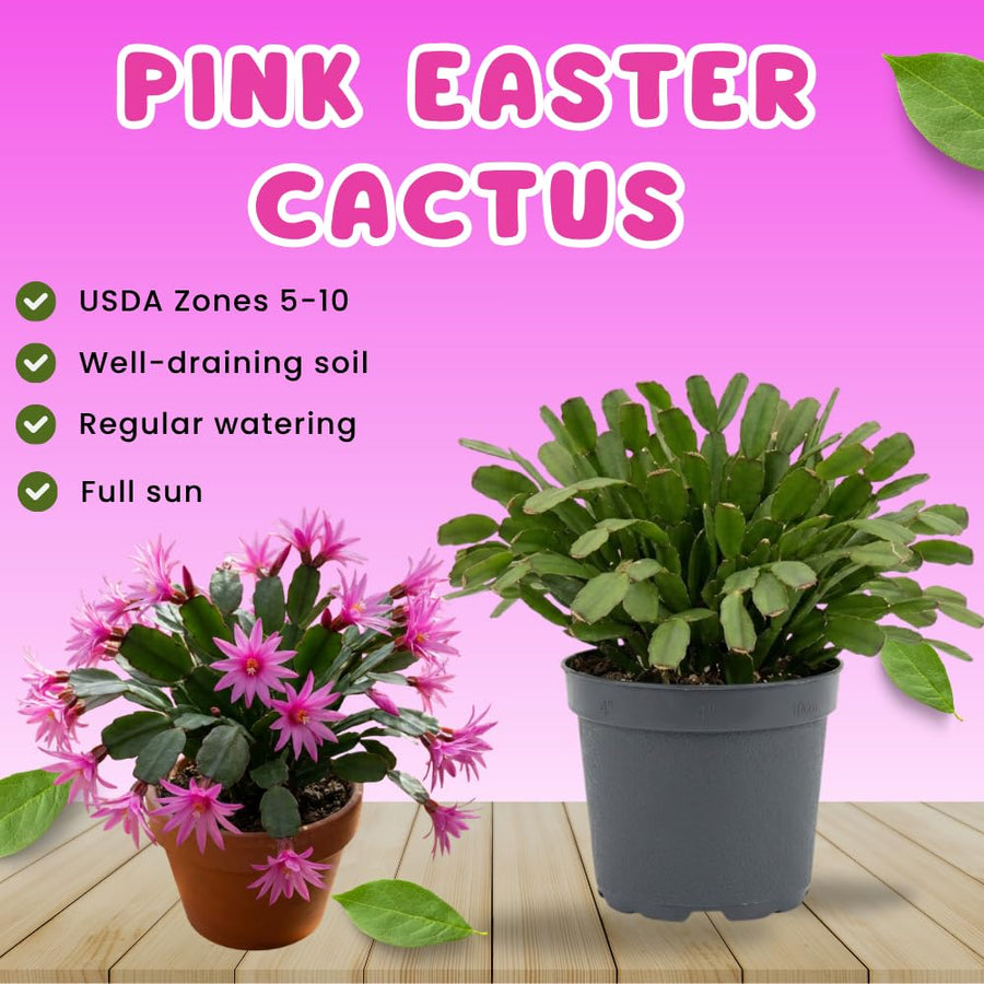 Easter Cactus Live Plant, Easter Cactus Plant 5 Inches in Height, 4 Inch Pot, Bright Bloom Flowering Houseplant for Planting (Pink)