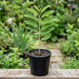 Sugar Apple Tree Live Plant, Sugar Apple Plant Live, 4-8 Inc Tall, 4 Inc Pot, Sweet Tropical Fruit Tree for Container and Outdoor Garden