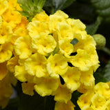2 Trailing Lantana Plants Live for Indoor Outdoor, 6-9 Inch Tall, Live Lantana Flowers Home Garden (Yellow Lantana)