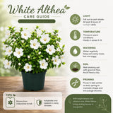 White Rose of Sharon Plant Live, Rose of Sharon Plant, Quart Pot, 6-10 Inches Tall, Soft Bloom, White Althea for Indoor Outdoor Growing