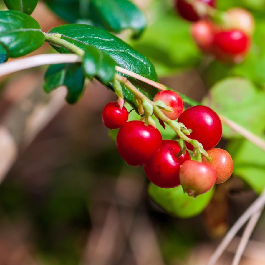 Set of 2 Live Cranberry Plants, 3 to 5 Inches Tall, Sweet Berry Seedlings for Containers, Raised Beds, and Gardens