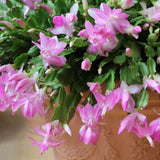 Christmas Cactus Live Plant 4'' Pot, Holiday Blooming Houseplant for Pot, Hanging Baskets, Indoor Outdoor Planting (Pink Christmas Cactus)