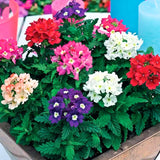 4 Mixed Verbena Plants Live, 5-9" Tall Hardy Perennial Flower Plants, Well-Rooted for Outdoor Planting
