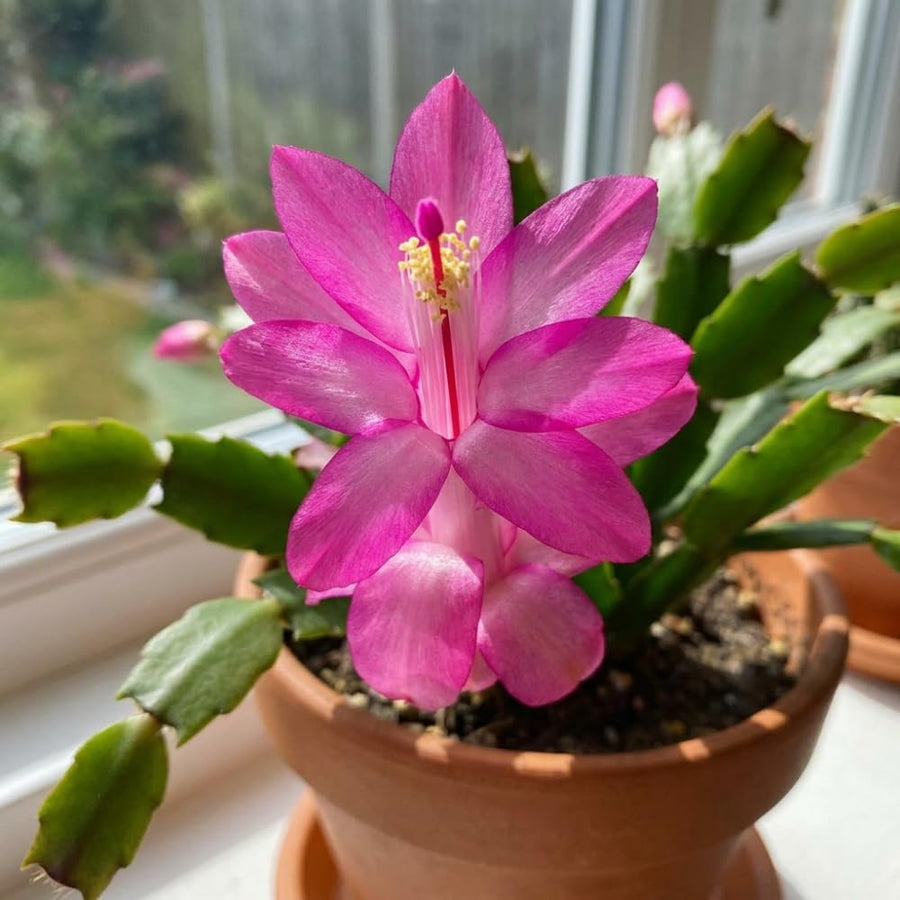 Easter Cactus Live Plant, Easter Cactus Plant 5 Inches in Height, 4 Inch Pot, Bright Bloom Flowering Houseplant for Planting (Pink)