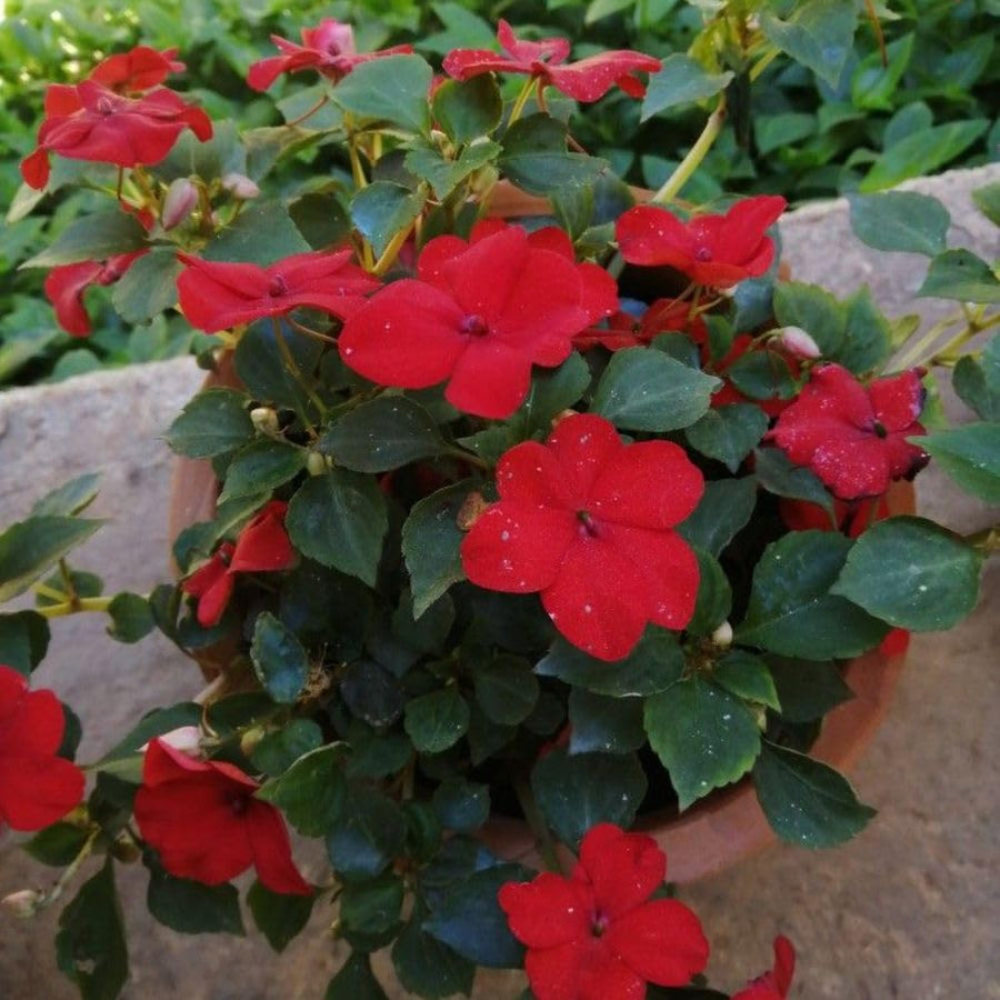 Red Impatiens Live Plant in 4-Inch Pot, Impatiens Plant 3-5 Inch Tall, Flowering Annual for Gardens and Containers