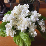 2 Maid of Orlean Jasmine Plants Live, Live Jasmine Plants, Sambac Jasmine Live Plants, 4 to 6 Inc Long, Jasmine Live Plants for Grow Garden