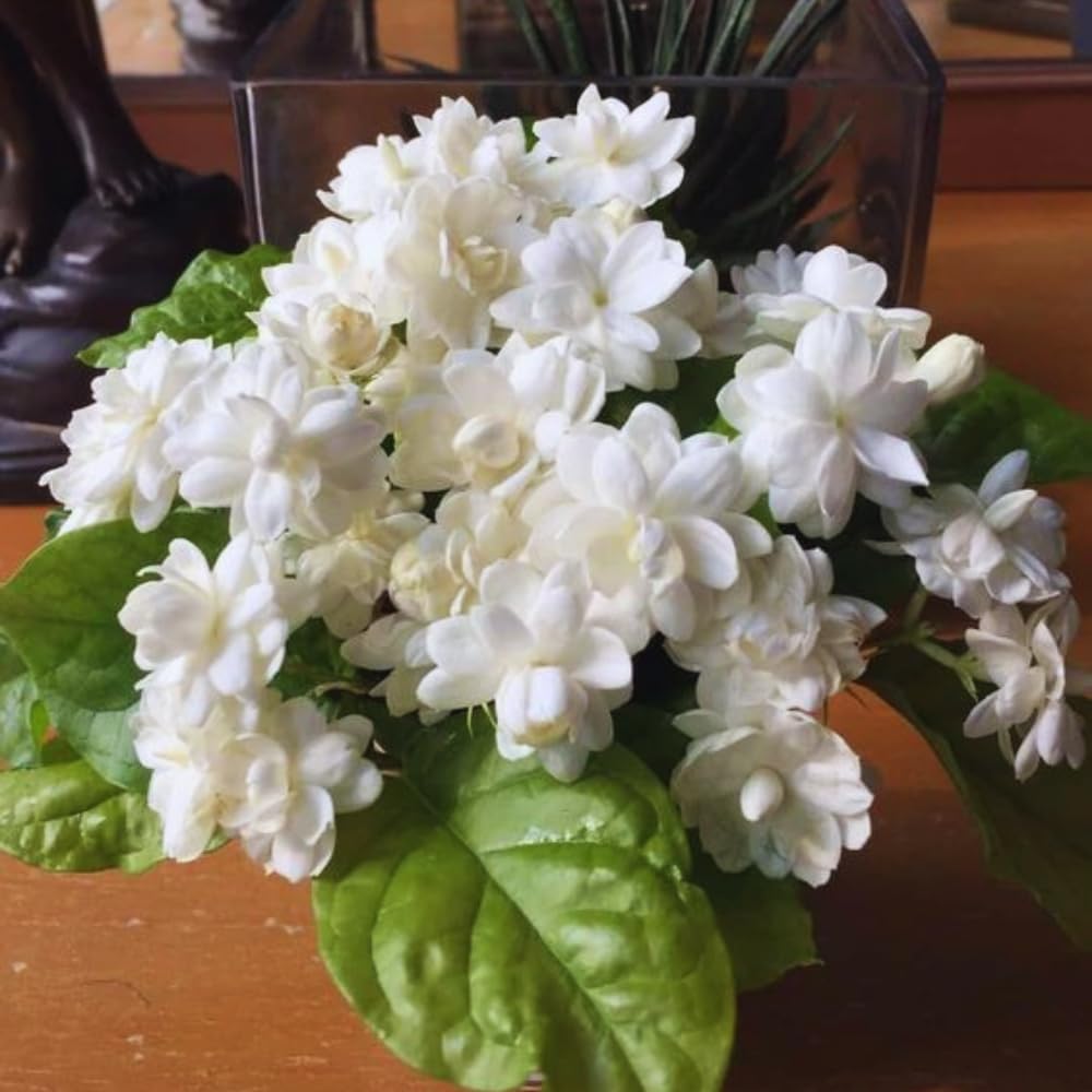 2 Maid of Orlean Jasmine Plants Live, Live Jasmine Plants, Sambac Jasmine Live Plants, 4 to 6 Inc Long, Jasmine Live Plants for Grow Garden