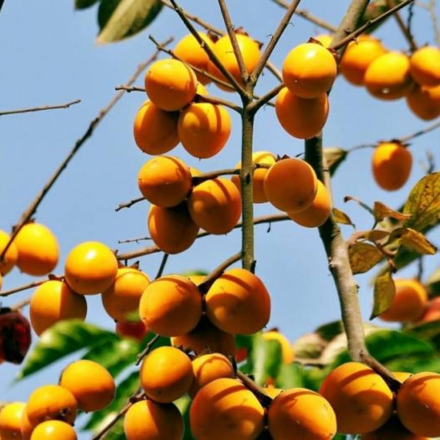 2 American Persimmon Fruit Trees Live Plants Seedlings, Dormant, Spring Bud Break, 6 to 12 Inches in Tall, Hardy in Winter