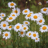 3 Daisy Perennials Live Plants Outdoor, 5 to 7 Inc in Height Starter Plants, White Daisy Plants Live for Growing Indoor Outdoor