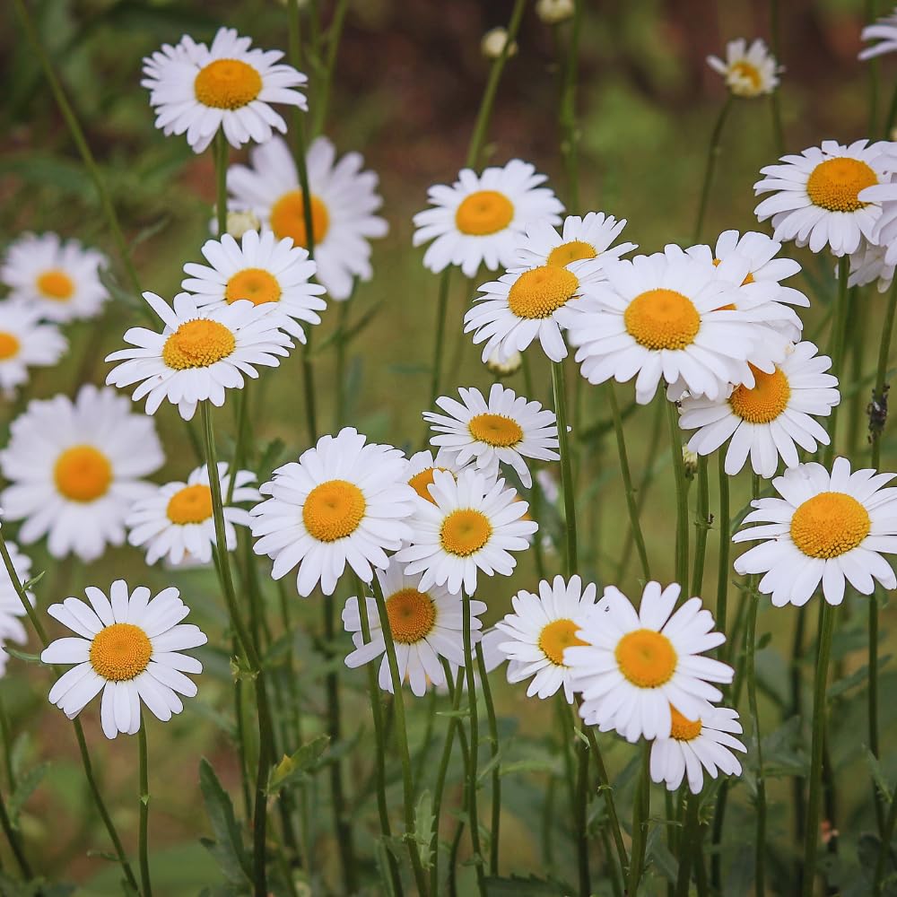 3 Daisy Perennials Live Plants Outdoor, 5 to 7 Inc in Height Starter Plants, White Daisy Plants Live for Growing Indoor Outdoor