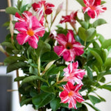 2 Stripe Red Mandevilla Live Plants, Mandevilla Flowering Vines Trellis, 4-9 Inch Tall Plants for Hanging Baskets, Container and Garden Growing