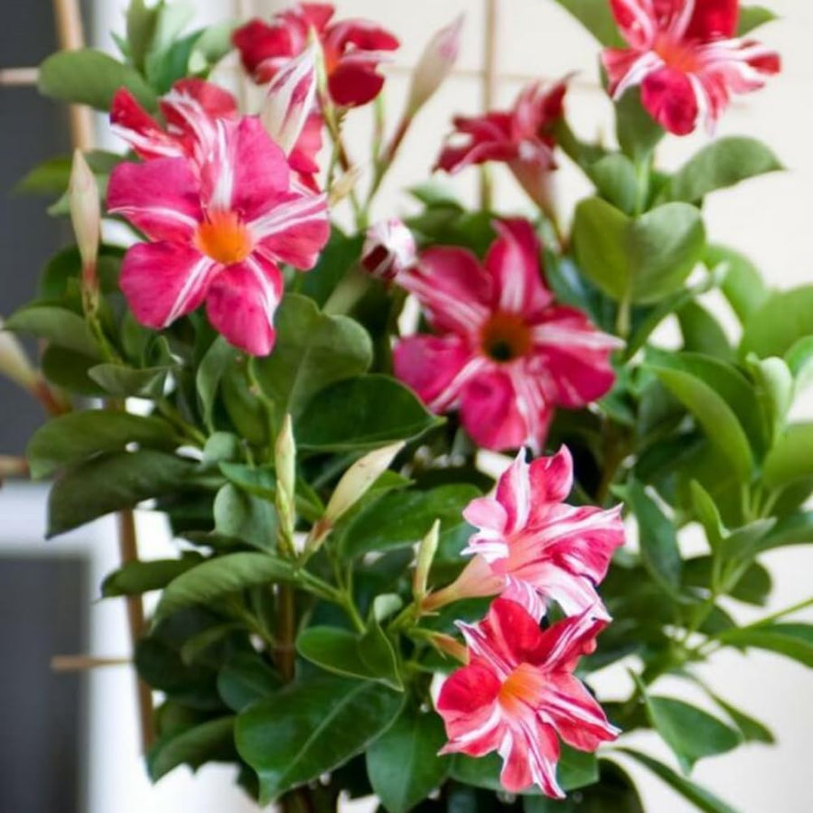 2 Stripe Red Mandevilla Live Plants, Mandevilla Flowering Vines Trellis, 4-9 Inch Tall Plants for Hanging Baskets, Container and Garden Growing