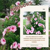 Deep Pink Hibiscus Plant Live, Hardy Hibiscus Flowers for Outdoor Landscapes, 5-9 Inch Height, Ornamental Hibiscus Bush Shrub, Well-Rooted, No Pot