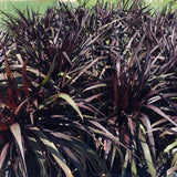 2 Black Fountain Grass Live Plants, Perennial Grass Clumps for Outdoor Landscaping Growing, Ornamental Grasses Ready to Grow 4-9 Inches