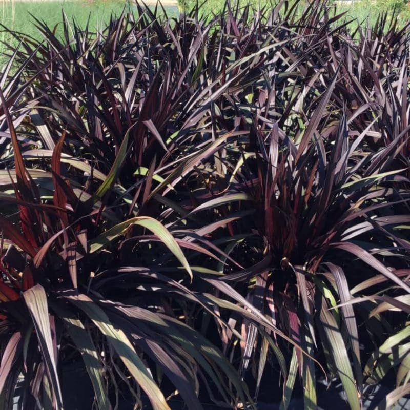 2 Black Fountain Grass Live Plants, Perennial Grass Clumps for Outdoor Landscaping Growing, Ornamental Grasses Ready to Grow 4-9 Inches