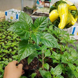 Set 2 Pepper Sweet Banana Plants Live, 90 Days Old Pepper, Sweet to Mild Heat, No Pot
