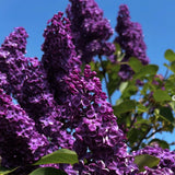 Purple Lilac Bush Live Tree Plant, 1 Year Old Tree for Planting, 6 to 12 Inches in Tall, Hardy Shrub, Dormant in Winter