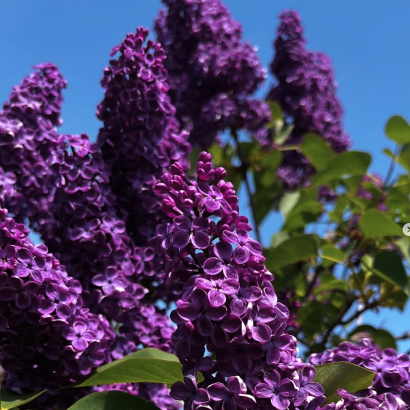 Purple Lilac Bush Live Tree Plant, 1 Year Old Tree for Planting, 6 to 12 Inches in Tall, Hardy Shrub, Dormant in Winter