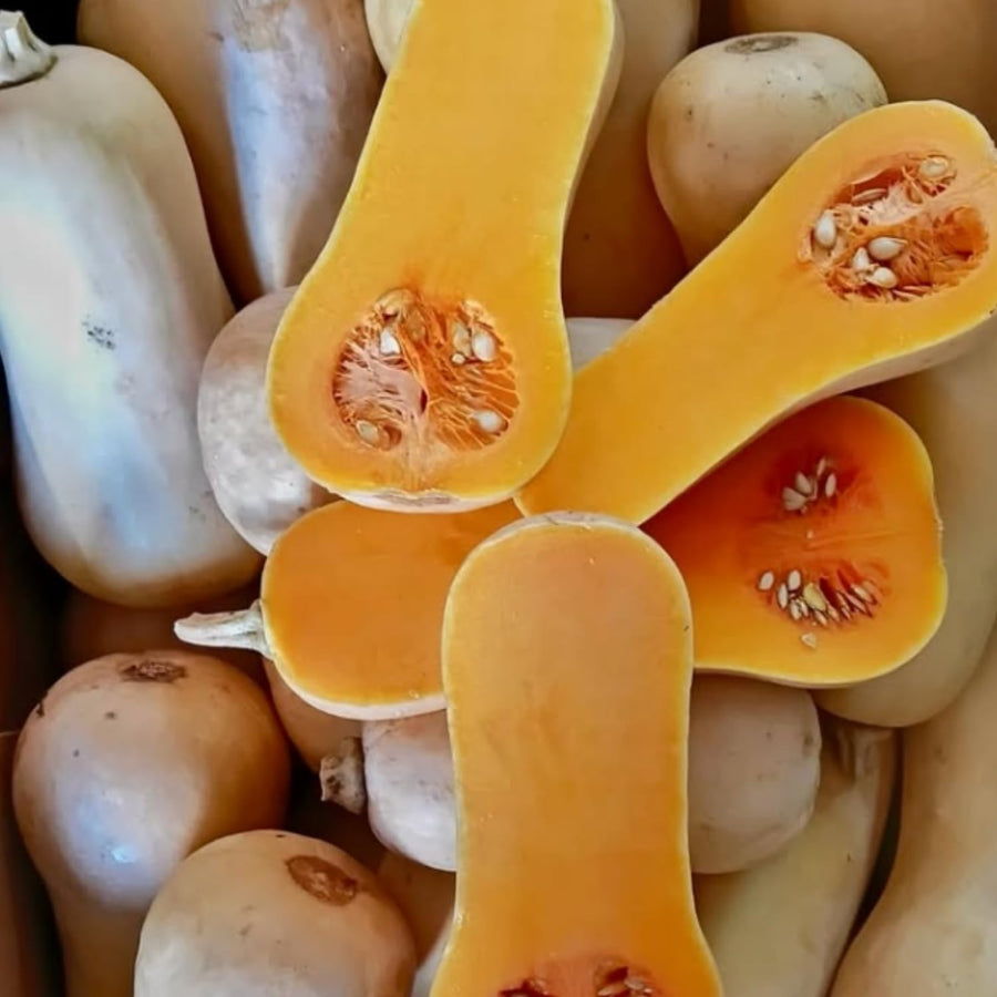 10 Butternut Squash Seeds for Planting, Squash Vegetable Seeds, Grow for Outdoor Garden, Trellis
