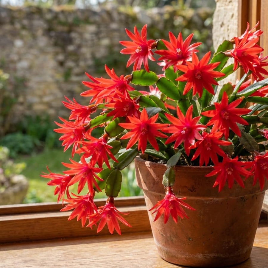 Easter Cactus Live Plant, Easter Cactus Plant 5 Inches in Height, 4 Inch Pot, Bright Bloom Flowering Houseplant for Planting (Red)