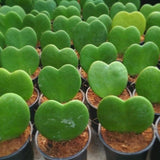 Live Hoya Kerrii Plant for Planting, Compact Foliage Houseplant, 3-5 Inches Tall, Succulent Plant for Indoor Outdoor Garden