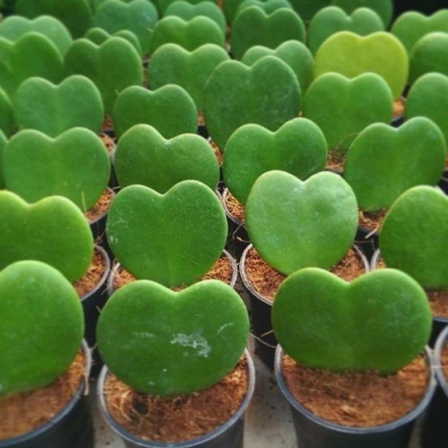 Live Hoya Kerrii Plant for Planting, Compact Foliage Houseplant, 3-5 Inches Tall, Succulent Plant for Indoor Outdoor Garden