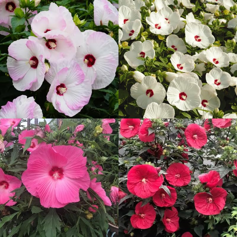 Mix Hibiscus Plant Live, Hardy Hibiscus Flowers for Outdoor Landscapes, 5-9 Inch Height, Ornamental Hibiscus Bush Shrub, Well-Rooted, No Pot