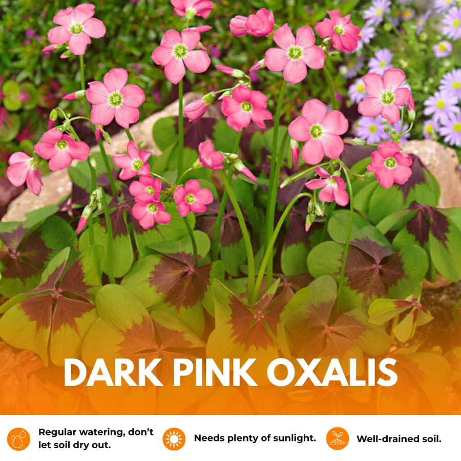 Oxalis Plant Live, Shamrock Spring Flower, 4 Inc Pot, Ornamental Oxalis Plant Live for Indoor Outdoor Garden, 4-8'' Tall (Dark Pink)