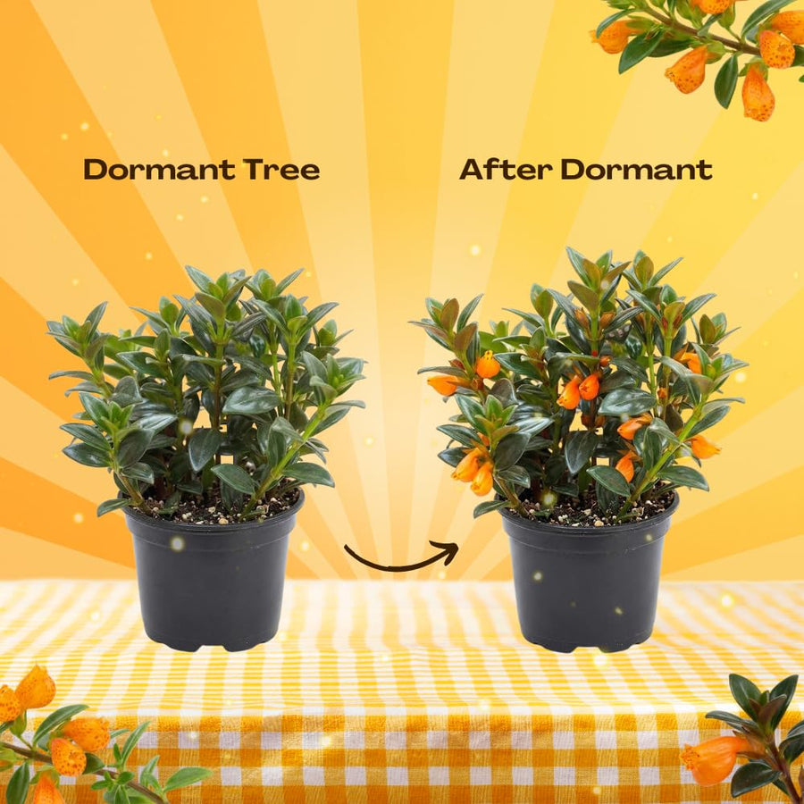 Goldfish Plants Live in 4 Inches Pot, Orange Goldfish Flower Plant, Live Houseplants Succulent for Hanging Basket, Well Rooted, 4-7 Inches Tall