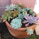 Assorted Succulent Plant in 2" Pot - Pack 5 Pots Colorful Succulent Live Plant Potted for Container, Houseplant Succulent Plant